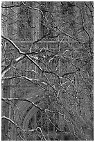 Bare branches and palace of Westminster facade. London, England, United Kingdom ( black and white)