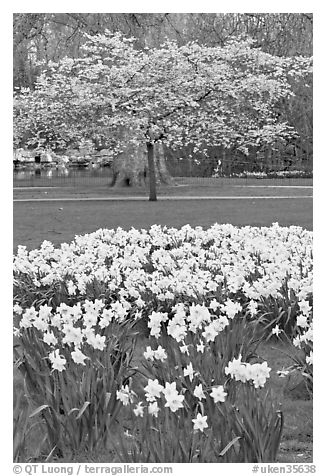 Daffodils and tree in bloom, Saint James Park. London, England, United Kingdom