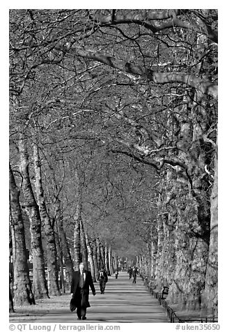 Businessman walking in an alley of James Park with bare trees. London, England, United Kingdom (black and white)