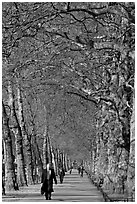 Businessman walking in an alley of James Park with bare trees. London, England, United Kingdom (black and white)