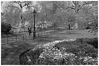 Businessman walking in  Saint James Park amongst flowers. London, England, United Kingdom ( black and white)