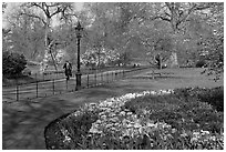 Businessman walking in  Saint James Park amongst flowers. London, England, United Kingdom (black and white)
