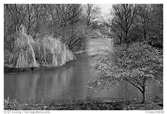 Weeping Willow and Plum blossom,  Saint James Park. London, England, United Kingdom (black and white)