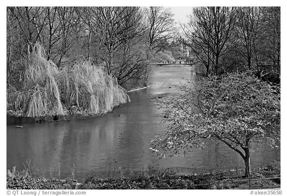 Weeping Willow and Plum blossom,  Saint James Park. London, England, United Kingdom