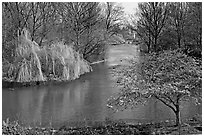 Weeping Willow and Plum blossom,  Saint James Park. London, England, United Kingdom ( black and white)