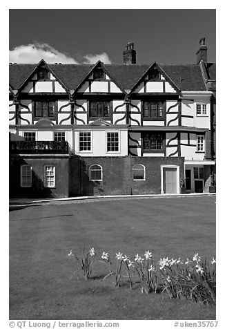 Daffodils on Tower Green, Tower of London. London, England, United Kingdom (black and white)