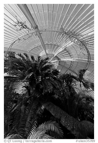 Palm trees and roof in the Palm House. Kew Royal Botanical Gardens,  London, England, United Kingdom (black and white)