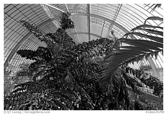 Tree canopy in the Palm House. Kew Royal Botanical Gardens,  London, England, United Kingdom (black and white)