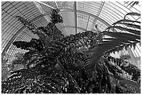 Tree canopy in the Palm House. Kew Royal Botanical Gardens,  London, England, United Kingdom (black and white)