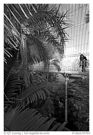 Tourist looking down from the balcony walkway of the Palm House. Kew Royal Botanical Gardens,  London, England, United Kingdom (black and white)