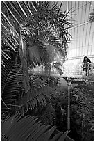 Tourist looking down from the balcony walkway of the Palm House. Kew Royal Botanical Gardens,  London, England, United Kingdom (black and white)