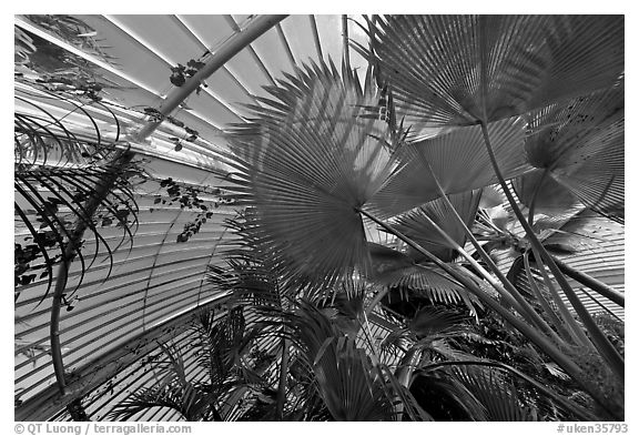 Palms and glass roof, the Palm House. Kew Royal Botanical Gardens,  London, England, United Kingdom