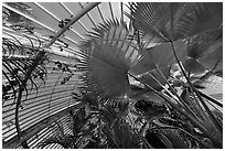 Palms and glass roof, the Palm House. Kew Royal Botanical Gardens,  London, England, United Kingdom ( black and white)