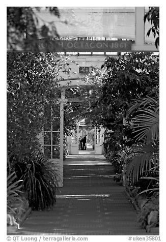 Inside the Temperate House. Kew Royal Botanical Gardens,  London, England, United Kingdom (black and white)