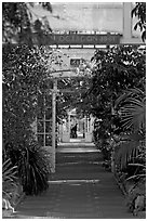 Inside the Temperate House. Kew Royal Botanical Gardens,  London, England, United Kingdom (black and white)