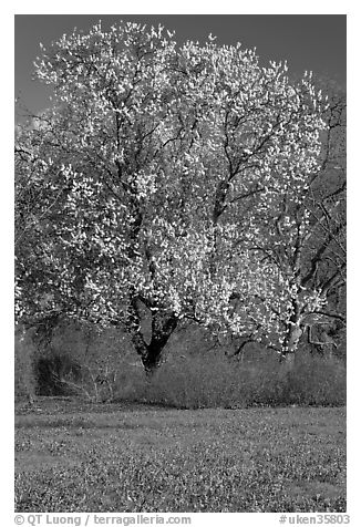 Tree in bloom and carpet of bluebells. Kew Royal Botanical Gardens,  London, England, United Kingdom (black and white)