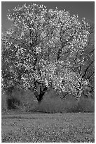 Tree in bloom and carpet of bluebells. Kew Royal Botanical Gardens,  London, England, United Kingdom (black and white)