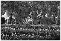 Flower bed and White Peaks. Kew Royal Botanical Gardens,  London, England, United Kingdom (black and white)