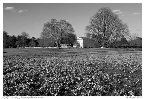 Glories of the Snow (Chionodoxa) and Orangerie. Kew Royal Botanical Gardens,  London, England, United Kingdom (black and white)