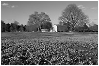 Glories of the Snow (Chionodoxa) and Orangerie. Kew Royal Botanical Gardens,  London, England, United Kingdom ( black and white)