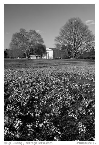 Carpet of glories of the Snow (Chionodoxa) and Orangerie. Kew Royal Botanical Gardens,  London, England, United Kingdom (black and white)