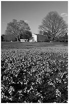 Carpet of glories of the Snow (Chionodoxa) and Orangerie. Kew Royal Botanical Gardens,  London, England, United Kingdom (black and white)