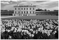 Queen's House and colonnades of the Royal Maritime Museum, with Daffodils in foreground. Greenwich, London, England, United Kingdom ( black and white)