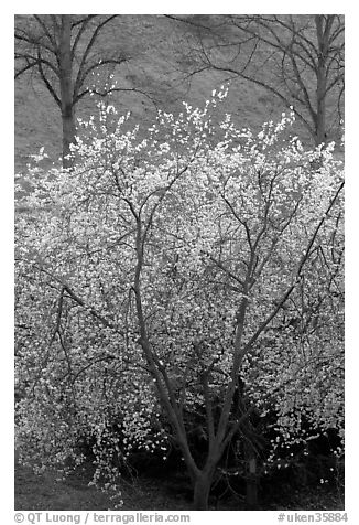 Trees in bloom, Greenwich Park. Greenwich, London, England, United Kingdom (black and white)