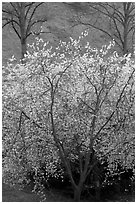 Trees in bloom, Greenwich Park. Greenwich, London, England, United Kingdom (black and white)