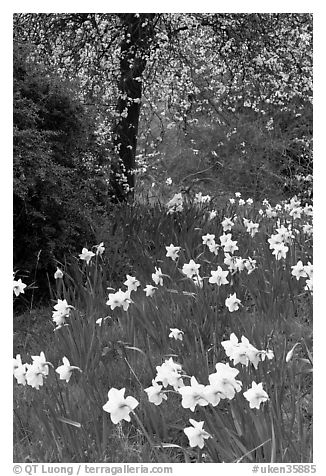 Daffodills and tree in bloom, Greenwich Park. Greenwich, London, England, United Kingdom