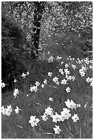Daffodills and tree in bloom, Greenwich Park. Greenwich, London, England, United Kingdom ( black and white)