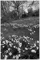 Daffodils on hillside,  Royal Observatory. Greenwich, London, England, United Kingdom (black and white)