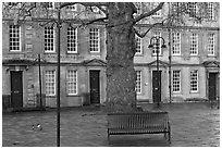 Blue metal bench and tree, Kingsmead Square. Bath, Somerset, England, United Kingdom (black and white)