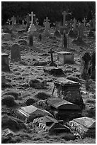 Tombs and grasses. Bath, Somerset, England, United Kingdom ( black and white)