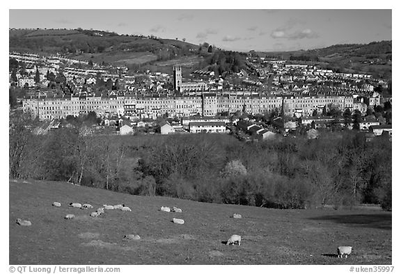 Sheep on hill, with town below. Bath, Somerset, England, United Kingdom