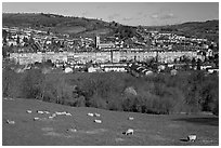 Sheep on hill, with town below. Bath, Somerset, England, United Kingdom (black and white)