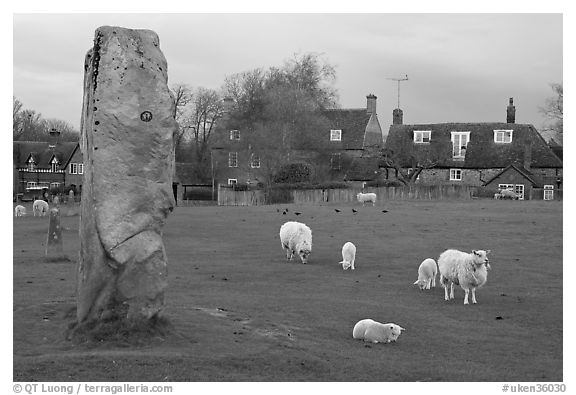 Standing stone, sheep, and village, Avebury, Wiltshire. England, United Kingdom (black and white)