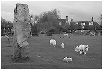 Standing stone, sheep, and village, Avebury, Wiltshire. England, United Kingdom ( black and white)