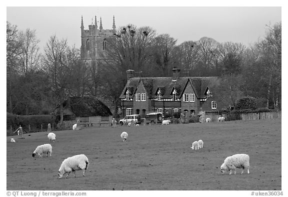 Sheep in pasture, village houses and church, Avebury, Wiltshire. Wiltshire, England, United Kingdom