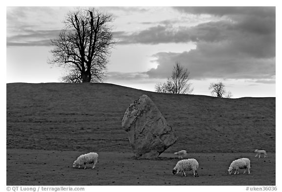 Sheep, standing stone, and hill at sunset, Avebury, Wiltshire. England, United Kingdom (black and white)