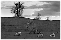 Sheep, standing stone, and hill at sunset, Avebury, Wiltshire. England, United Kingdom (black and white)