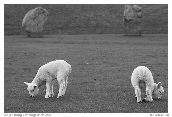 Two lambs and two standing stones, Avebury, Wiltshire. England, United Kingdom (black and white)