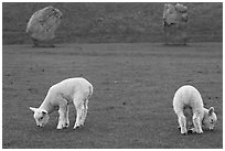 Two lambs and two standing stones, Avebury, Wiltshire. England, United Kingdom ( black and white)