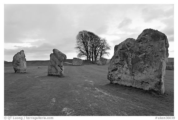 Megaliths and tree, Avebury, Wiltshire. England, United Kingdom (black and white)