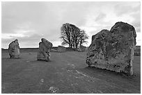 Megaliths and tree, Avebury, Wiltshire. England, United Kingdom (black and white)