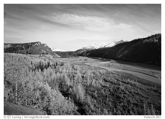 Matanuska River valley and aspens in fall color. Alaska, USA