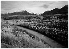 Autumn Aspens, Matanuska River, and Chugach mountains. Alaska, USA ( black and white)