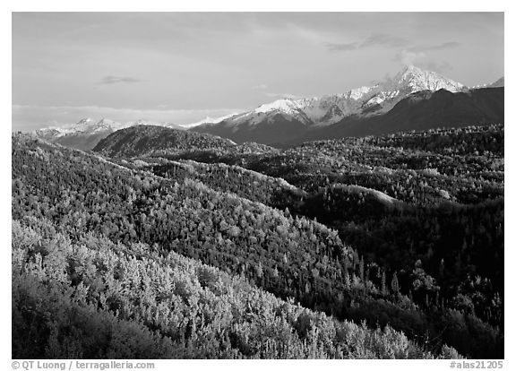Aspens in fall colors and Chugach mountain, late afternoons. Alaska, USA (black and white)