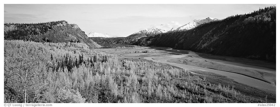 Wide valley with aspen in autumn colors. Alaska, USA (black and white)