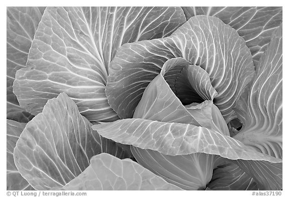 Close up of giant cabbage. Anchorage, Alaska, USA (black and white)